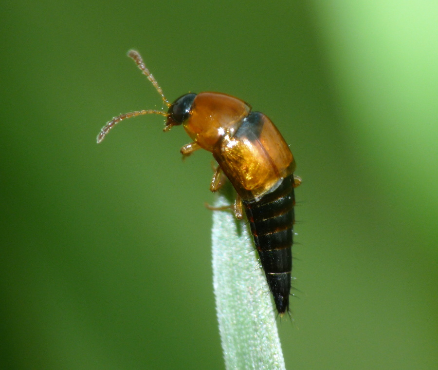 Tachyporus sp. (Staphilinidae)